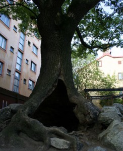 Ihåligt träd i Ivar Los park